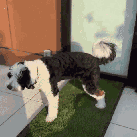 PawGrass - Tapete Sanitario para Perro - Imagen 5